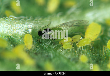 Nasturtium afide Aphis nasturtii alate altre fasi sulla lamina Foto Stock