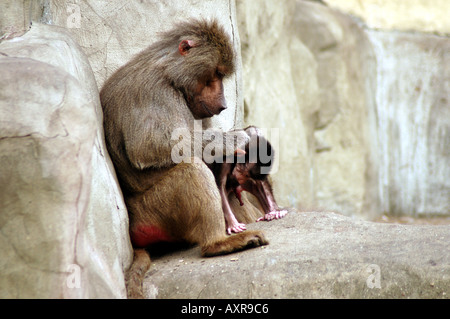 Adulto di pulizia di babbuino il suo bambino papio Papio hamadryas Hamadryas Baboon Foto Stock