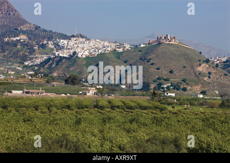 Vista attraverso gli uliveti a Alora entroterra Costa del Sol Malaga Provincia Spagna Foto Stock