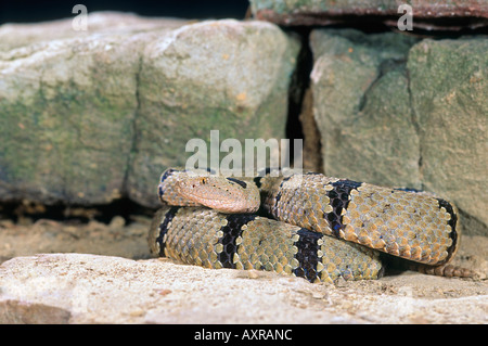 Nastrare rattlesnake rock avvolto Foto Stock