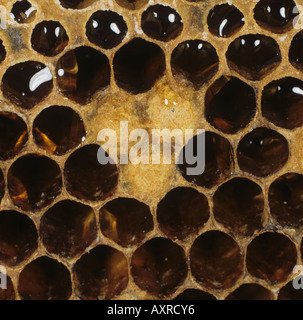 Honey Bee Apis mellifera drone brood nelle cellule dei lavoratori poveri di salute di alveare in mancanza di Regina Foto Stock