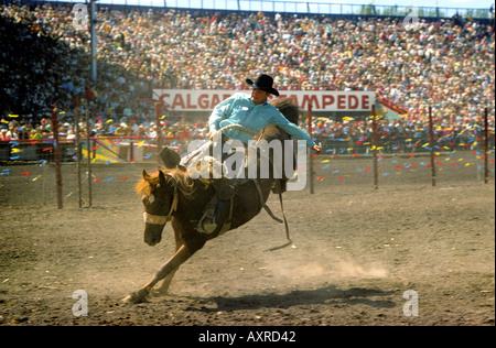 Strappi bronc Calgary Stampede Alberta Canada Foto Stock