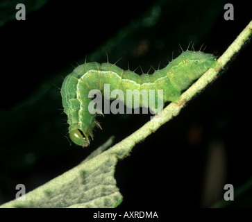 Argento Y moth Autographa gamma caterpillar in una falsa posizione looper Foto Stock
