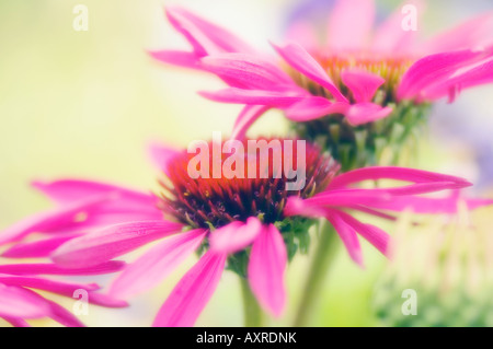 Rosa Coneflowers in piena fioritura Foto Stock