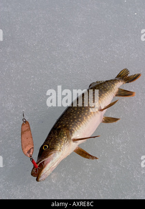 Luccio settentrionale appena pescato ( esox lucius ) su ghiaccio con l'esca in bocca , Finlandia Foto Stock