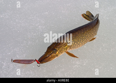 Luccio settentrionale appena pescato ( esox lucius ) su ghiaccio con l'esca in bocca , Finlandia Foto Stock