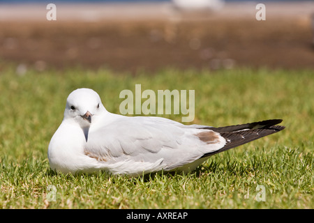 Un Gabbiano argento (gabbiano) seduto sull'erba Foto Stock