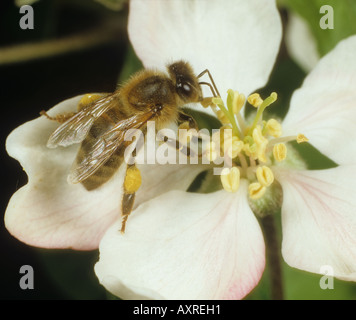 Honey Bee Apis mellifera raccogliere il polline di un fiore di Apple Foto Stock