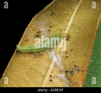 Marrone chiaro apple moth Epiphyas postvittata caterpillar danni sulla foglia di eucalipto Foto Stock