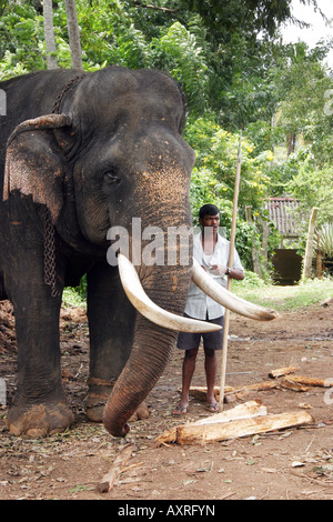 Sri lanka proprietario di elefante - Un mahout o gestore mostra il suo elefante asiatico, l'orfanotrofio di elefante, Pinnawala, Sri Lanka, Asia Foto Stock