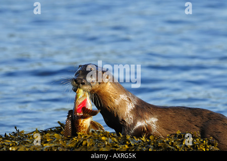 Lontra di fiume nordamericana - Lutra canadensis Foto Stock