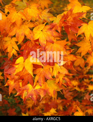 La straordinaria Autunno colori sulle foglie degli alberi a Westonbirt Arboretuma Foto Stock