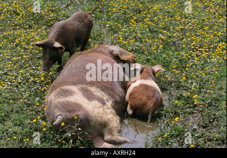 Suini domestici di seminare con due porcellini in fango Sus scrofa forma domestica Foto Stock