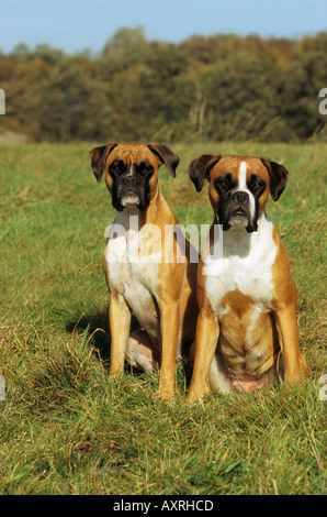 Due cani Boxer seduto sul prato Foto Stock