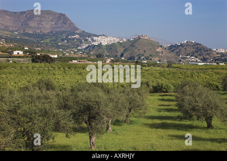 Vista attraverso gli uliveti a Alora entroterra Costa del Sol Malaga Provincia Spagna Foto Stock