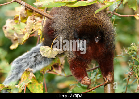 Titi (Plecturocebus cupreus, Callicebus cupreus). Adulto in un albero Foto Stock