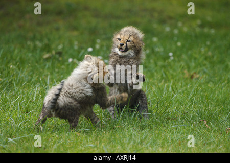 Due giovani ghepardi giocando sul prato Acinonyx jubatus Foto Stock