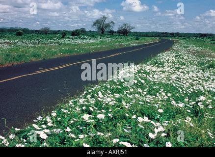 Ipomoea fiori in corrispondenza del lato di Mombasa a Nairobi strada vicino a Mtito Andei Kenya Africa orientale Foto Stock