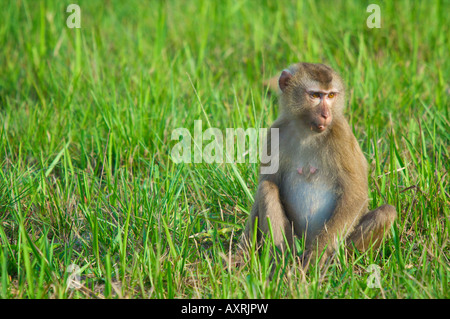 Maiale a coda Macaque Macaca nemestrina sat in erba al bordo della foresta pluviale del Parco Nazionale di Khao Yai Thailandia Foto Stock