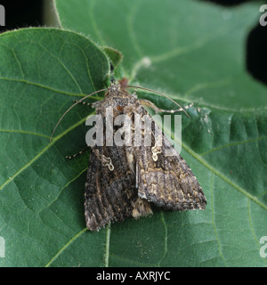 Cavolo looper Trichoplusia ni moth adulto su una foglia di cotone Foto Stock
