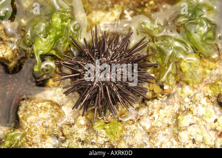 Ricci di mare nelle alghe marine / Echinoidea Foto Stock