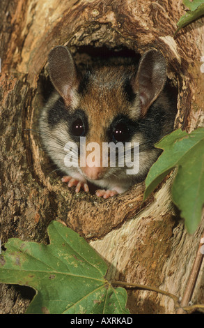 Giardino Dormouse (Eliomys quercinus). Adulto in una buca in un albero. Germania Foto Stock