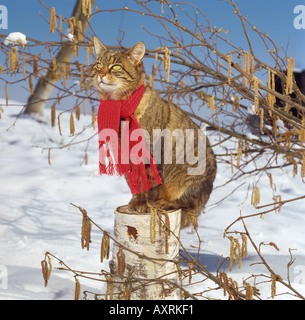 Tabby gatto domestico con sciarpa in snow Foto Stock