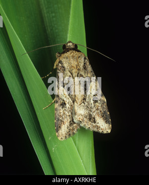 African armyworm Spodoptera exempta falena sul granturco Foto Stock