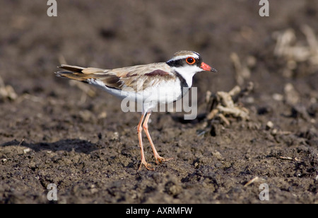Black-Fronted Beccaccia (aka Black-Fronted Plover) (Elseyornis melanops) sulle rive del lago di pastore, Perth, Western Australia. Foto Stock