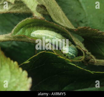 Inverno falena Operophtera brumata caterpillar in un Apple leaf roll Foto Stock