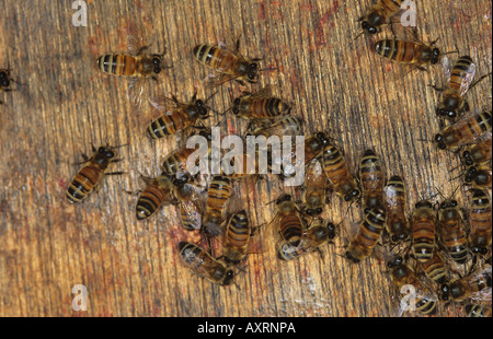 Lavoratore miele api Apis mellifera che indica la direzione di piante foraggere Foto Stock