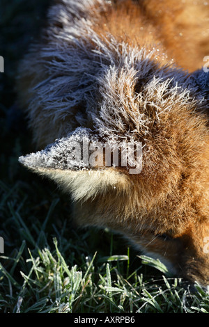 Close up Red Fox che è morto a freddo, coperto di brina Foto Stock