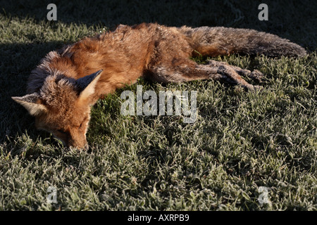 Red Fox che è morto a freddo, coperto di brina Foto Stock