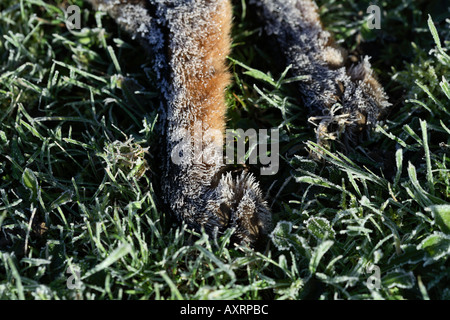 Close up Red Fox che è morto a freddo, coperto di brina Foto Stock