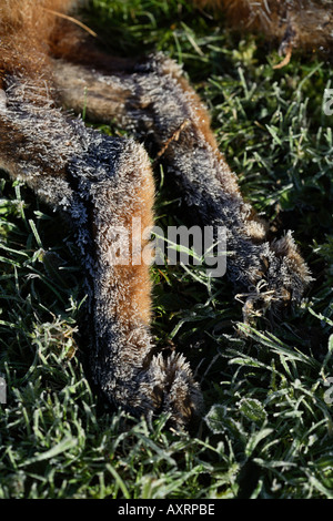 Close up Red Fox che è morto a freddo, coperto di brina Foto Stock