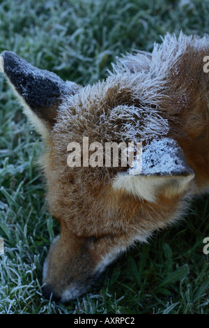 Red Fox che è morto a freddo, coperto di brina Foto Stock