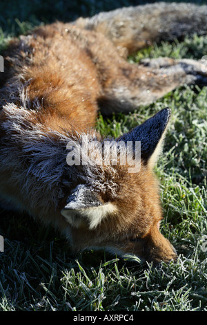 Red Fox che è morto a freddo, coperto di brina Foto Stock