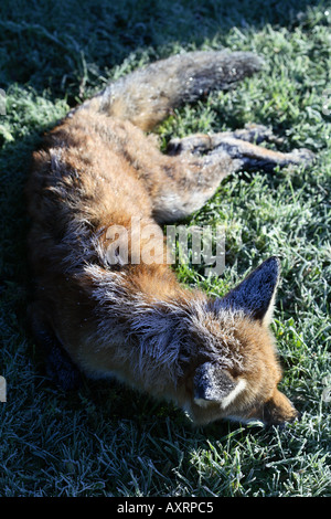 Red Fox che è morto nel freddo coperto di brina Foto Stock