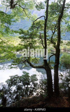 Laghi Specchio vicino Milford Sound Southland Nuova Zelanda Foto Stock