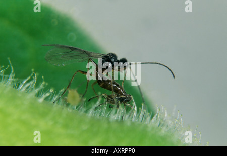 Parassitoide wasp Praon myzophagum uova di deposizione in un afide Foto Stock