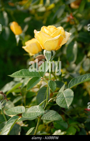 Medaglia d'oro rosa con steli e foglie Foto Stock