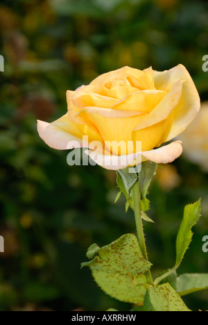 Medaglia d'oro rosa con steli e foglie Foto Stock