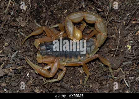 Unione Scorpion Buthus occitanus sul suolo Andalusia Foto Stock