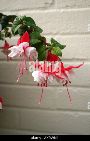 Orticoltura. FUCHSIA SWINGTIME. Foto Stock
