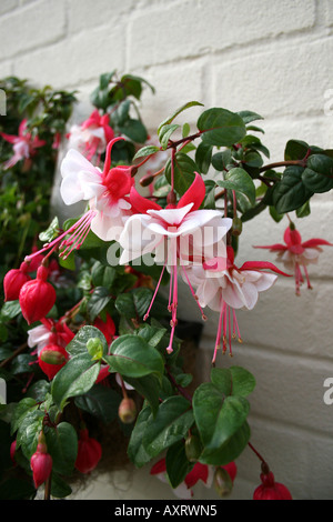 Orticoltura. FUCHSIA SWINGTIME. Foto Stock
