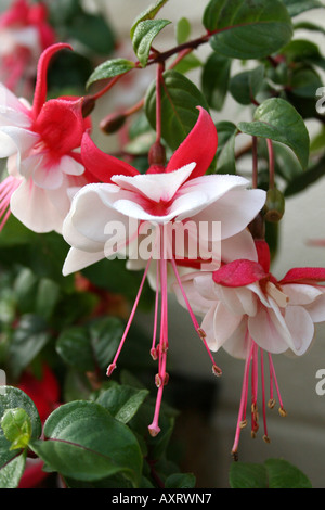 Orticoltura. FUCHSIA SWINGTIME. Foto Stock