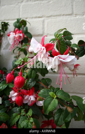 Orticoltura. FUCHSIA SWINGTIME. Foto Stock
