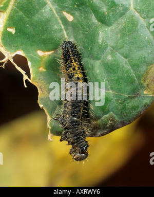 Un Sarcococca brassicae caterpillar 5 giorni dopo il trattamento con Bacillus thuringiensis Foto Stock