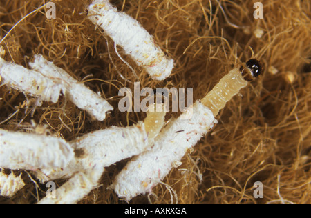 Cuscinetto scatola falena vestiti Tinea pellionella larve su tessuto Foto Stock