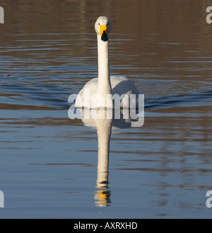 Whooper swan Cygnus cygnus nuoto in avanti nella riflessione di acqua di lago di Kussharo ko Isola Hokkaido in Giappone Foto Stock